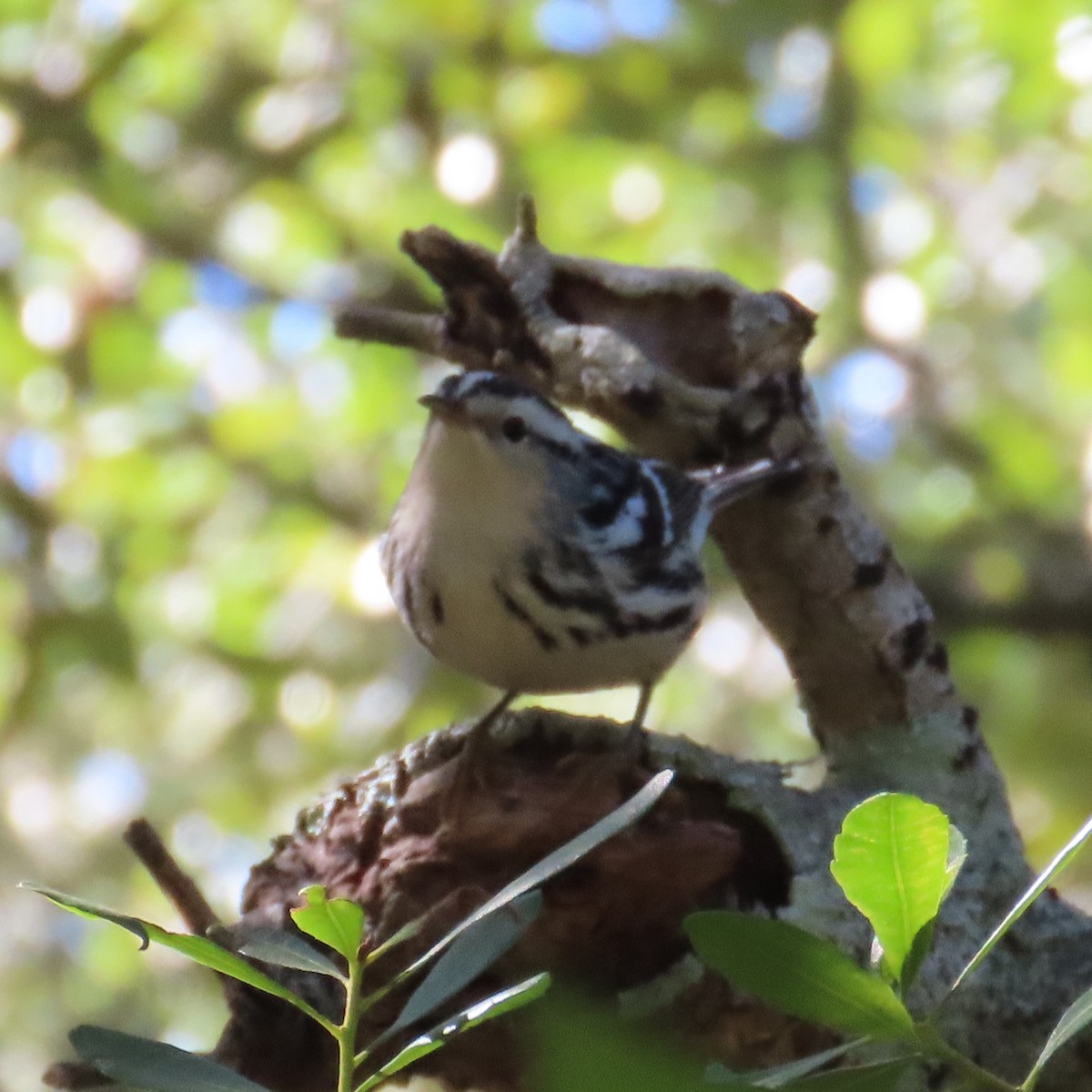 Black-and-white Warbler - ML642933606