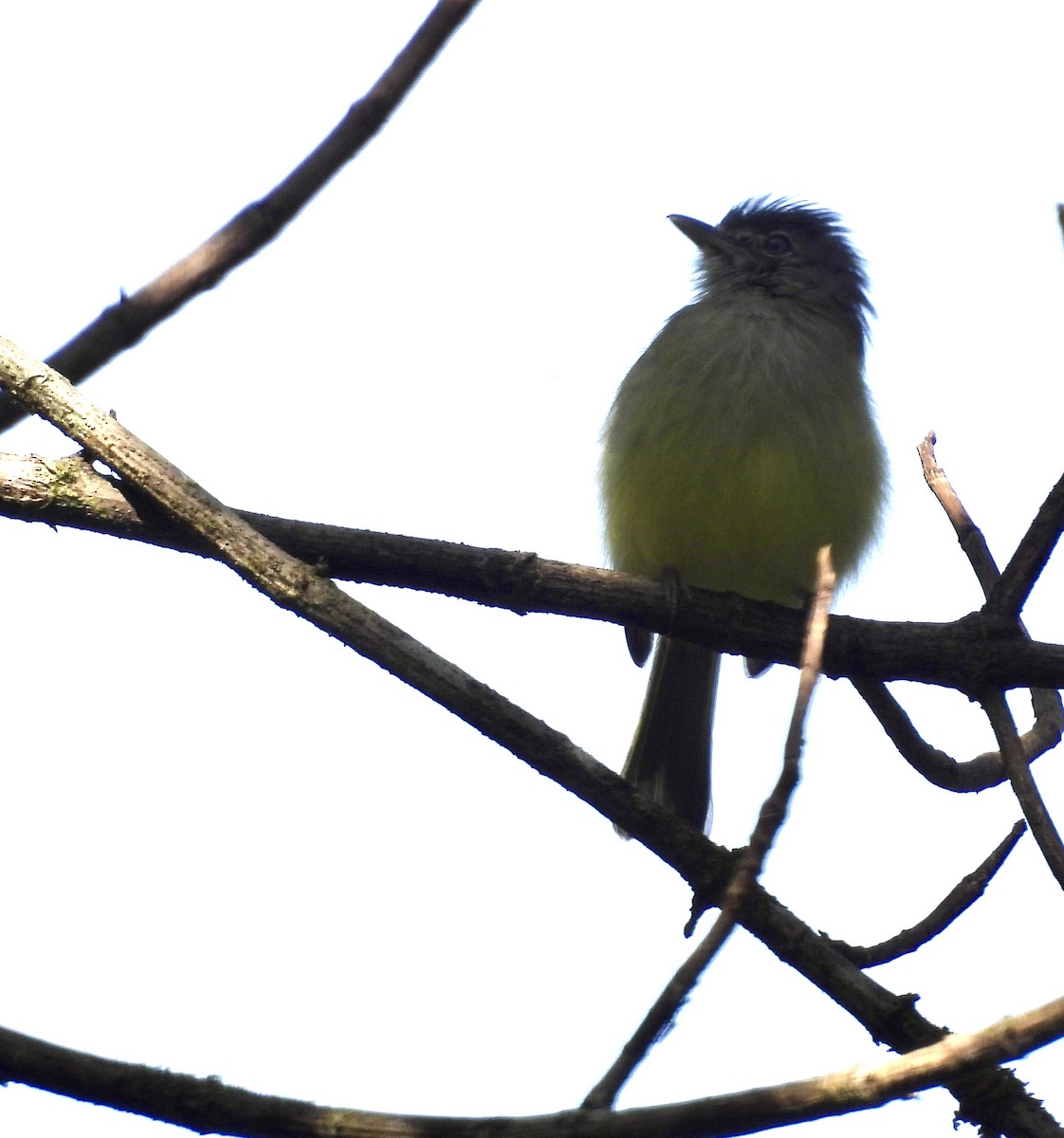 Yellow-olive Flatbill - ML642933619