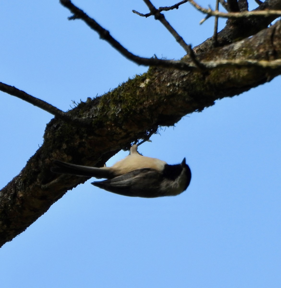 Carolina Chickadee - ML642933623