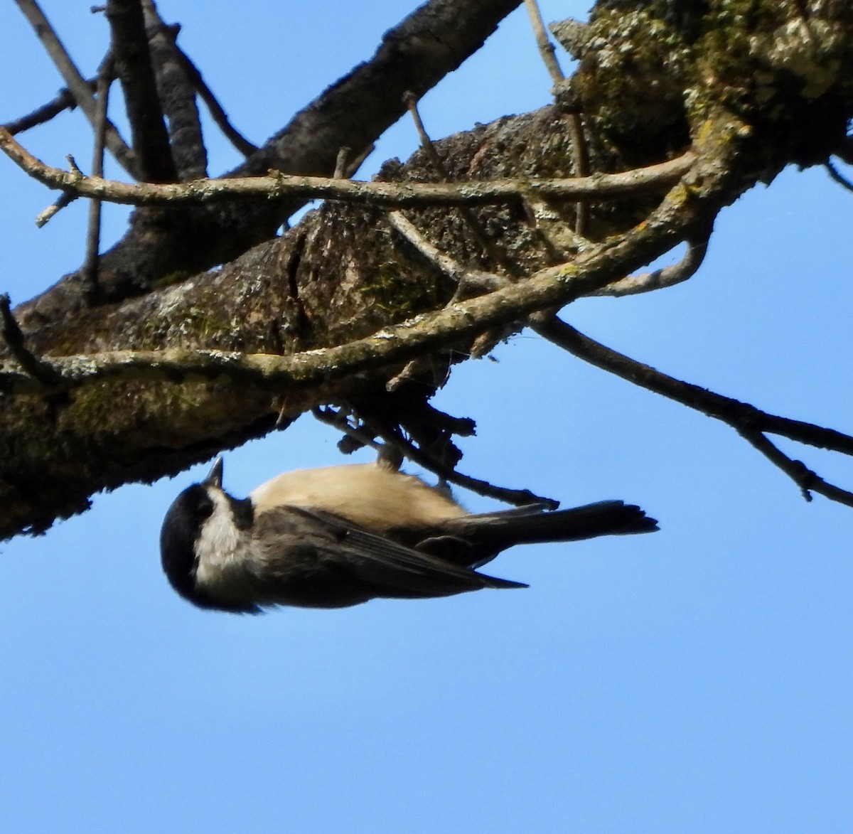 Carolina Chickadee - ML642933624