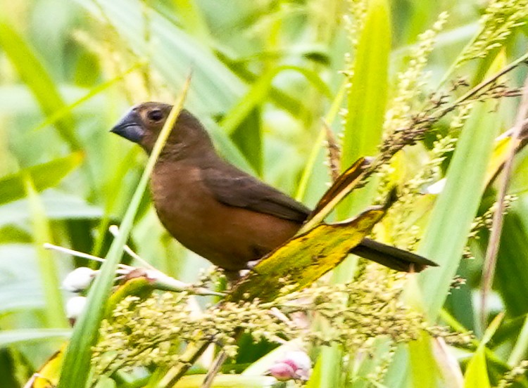 Black-billed Seed-Finch - ML642933635