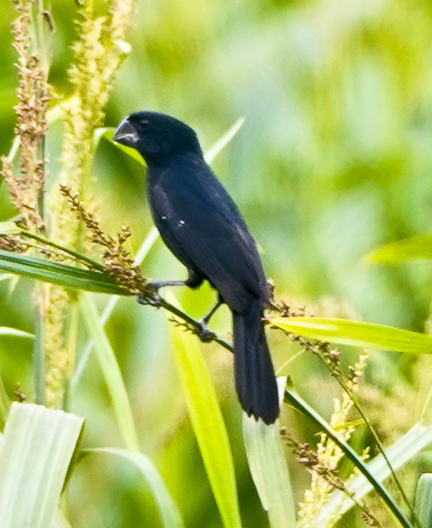 Black-billed Seed-Finch - ML642933636