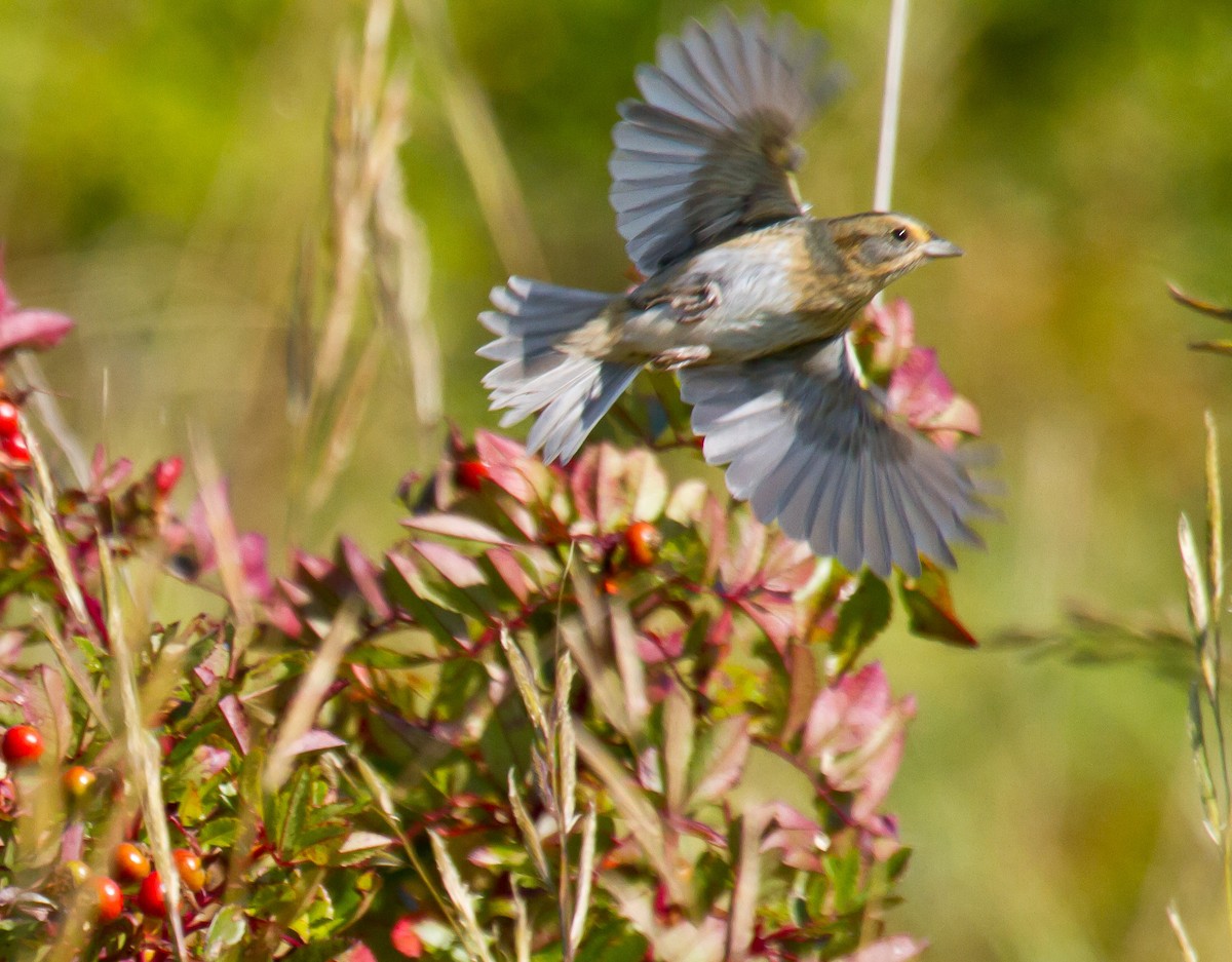 Nelson's Sparrow - ML642933647