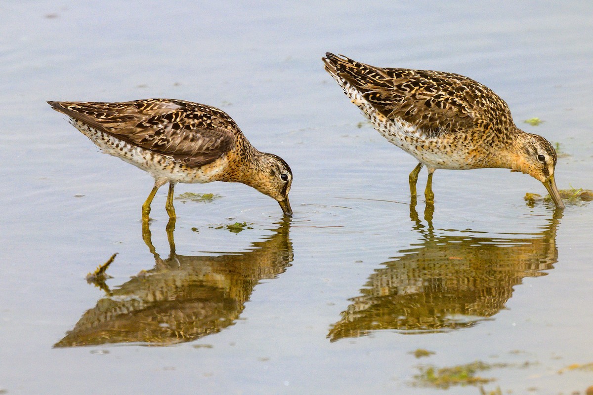 Short-billed Dowitcher - ML642933651