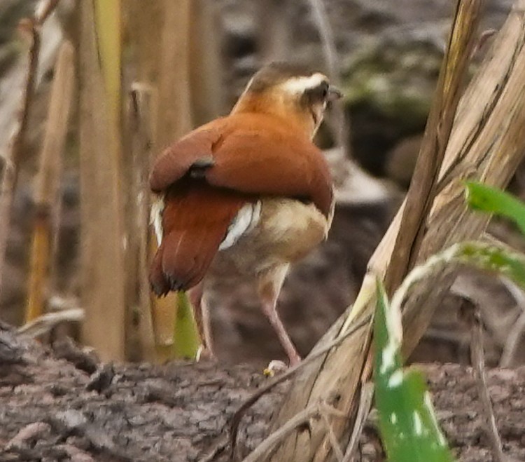 Pale-legged Hornero - ML642933654