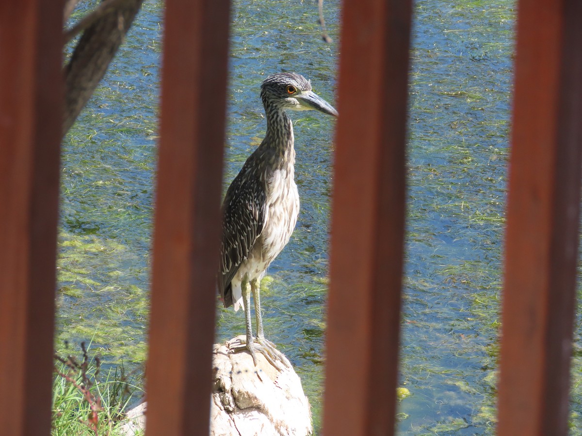 Yellow-crowned Night Heron - ML642933656