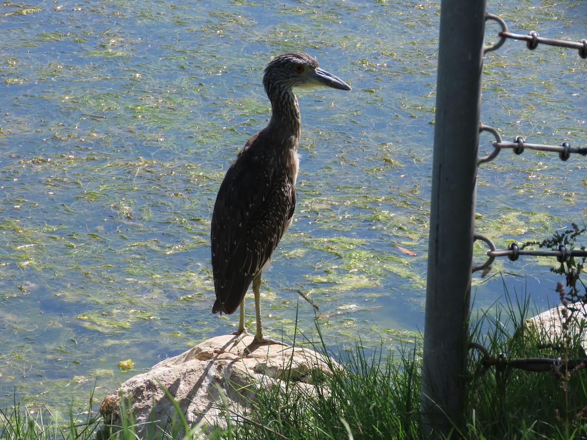 Yellow-crowned Night Heron - ML642933657