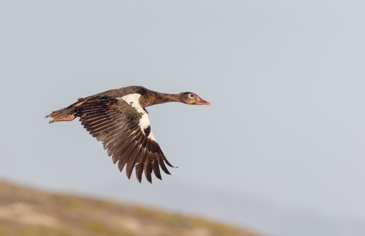 sporegås (niger) - ML642933658