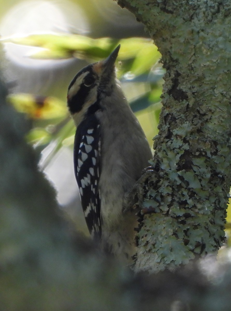 Downy Woodpecker - ML642933679