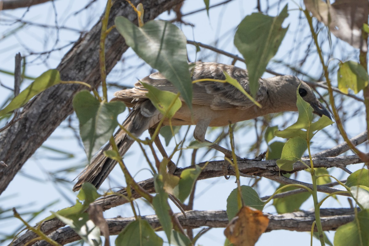 Great Bowerbird - ML642933685