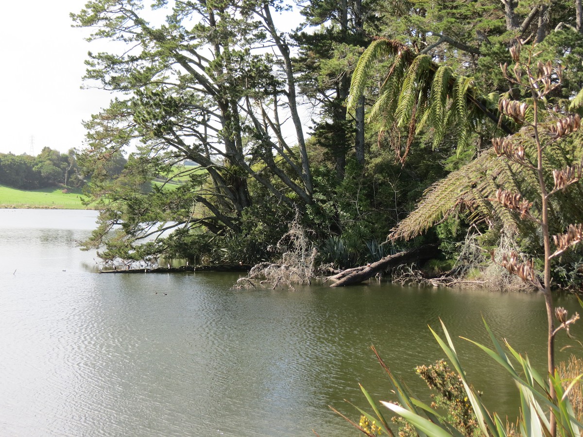 White-faced Heron - ML642933696