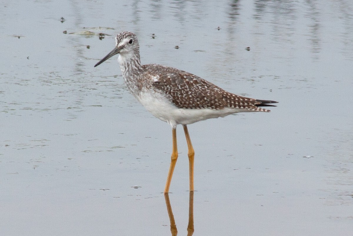 Greater Yellowlegs - ML642933721