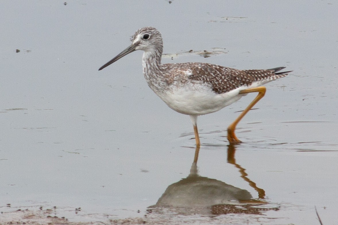 Greater Yellowlegs - ML642933722