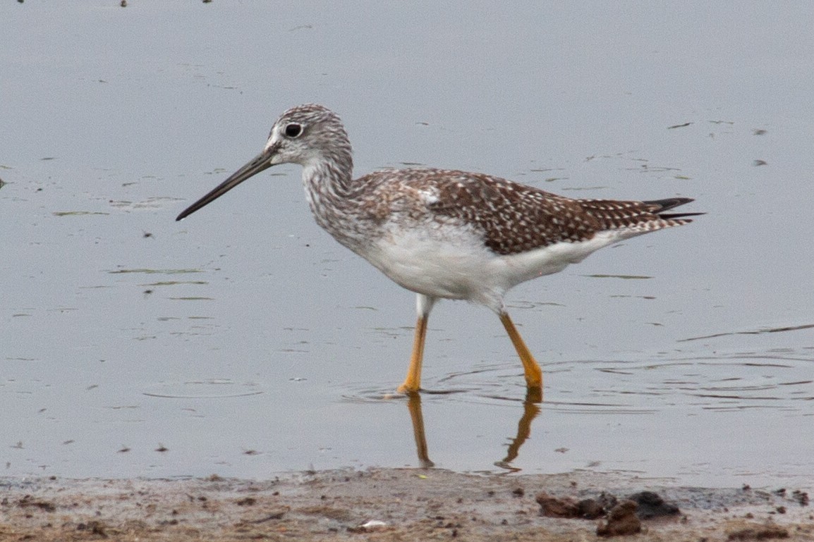 Greater Yellowlegs - ML642933723