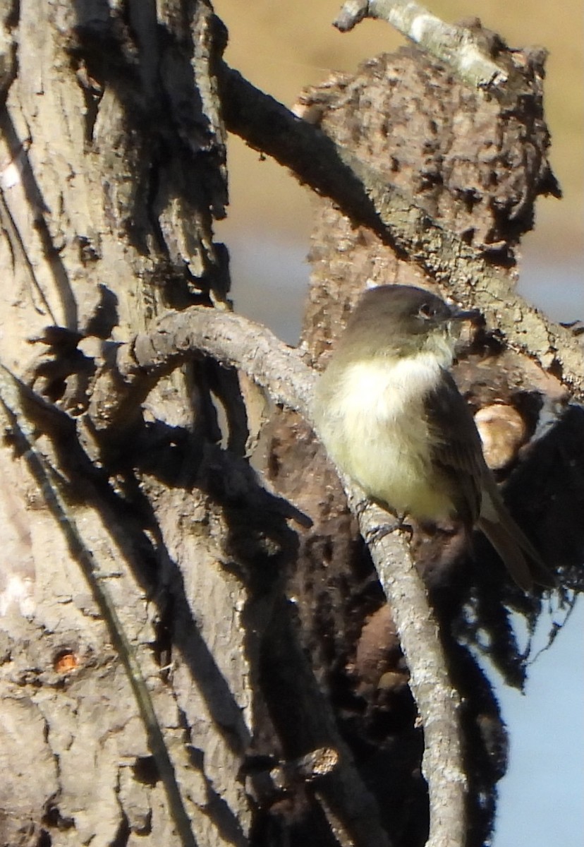 Eastern Phoebe - ML642933729