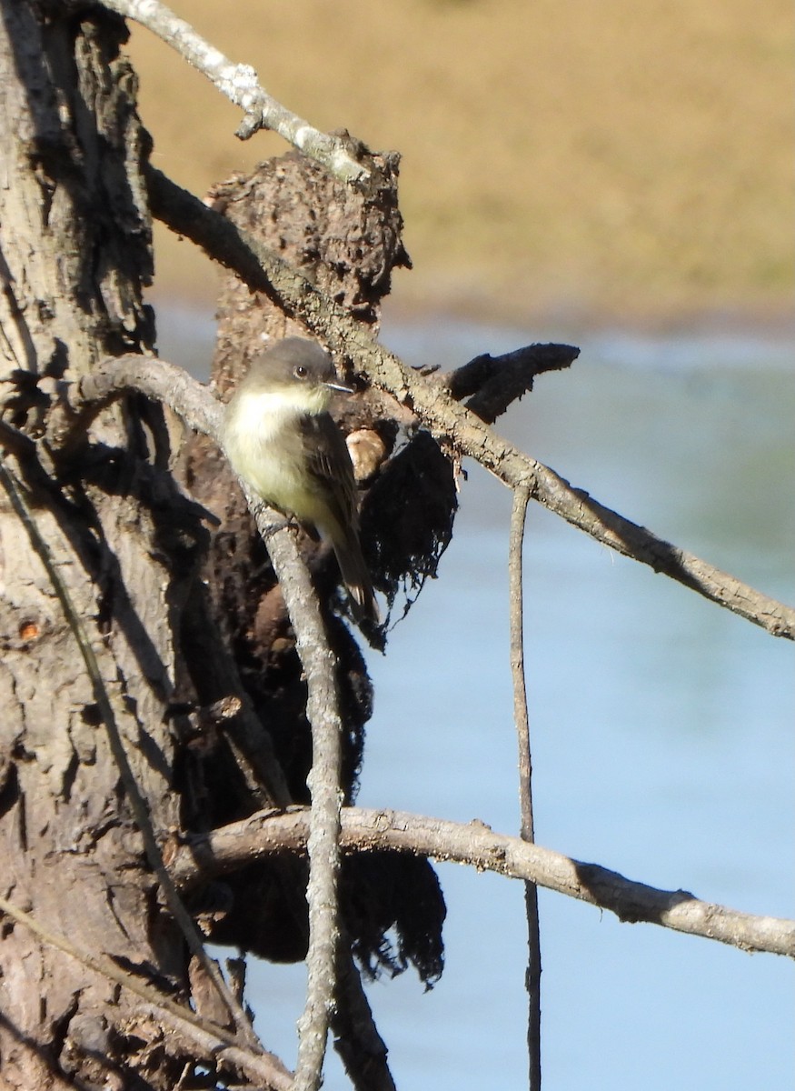 Eastern Phoebe - ML642933730