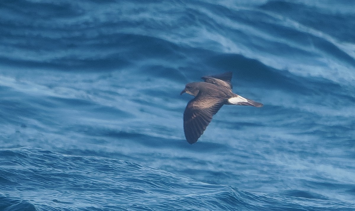 Leach's Storm-Petrel - ML642933738