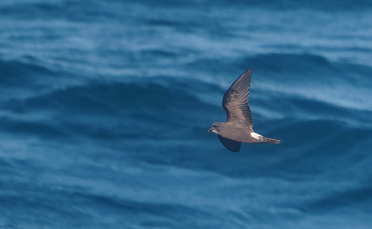 Leach's Storm-Petrel - ML642933739