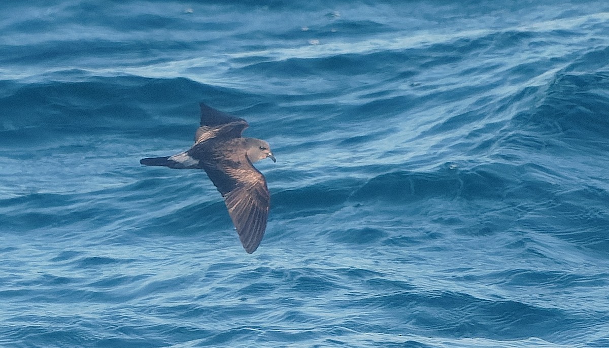 Leach's Storm-Petrel - ML642933740