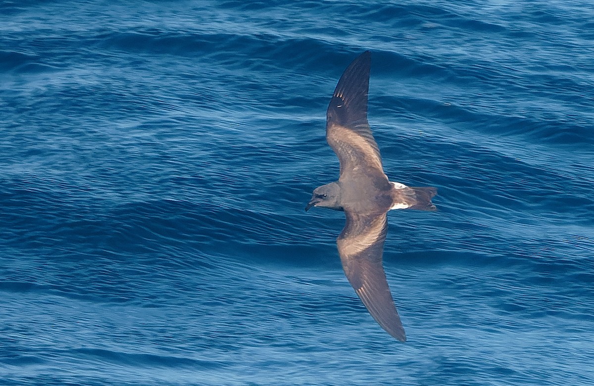 Leach's Storm-Petrel - ML642933741