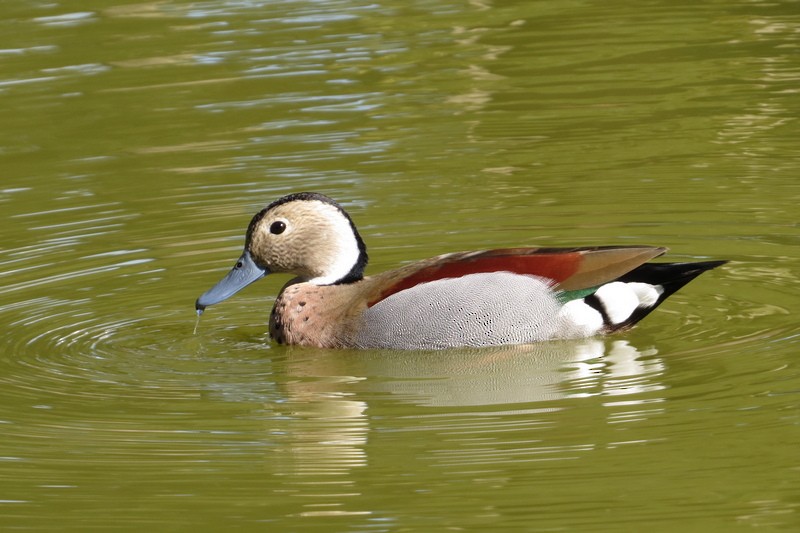 Ringed Teal - ML642933773