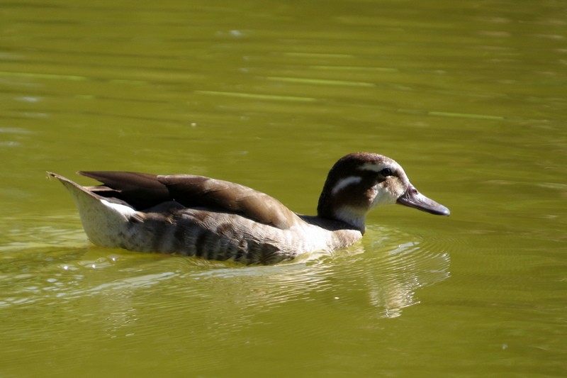 Ringed Teal - ML642933780