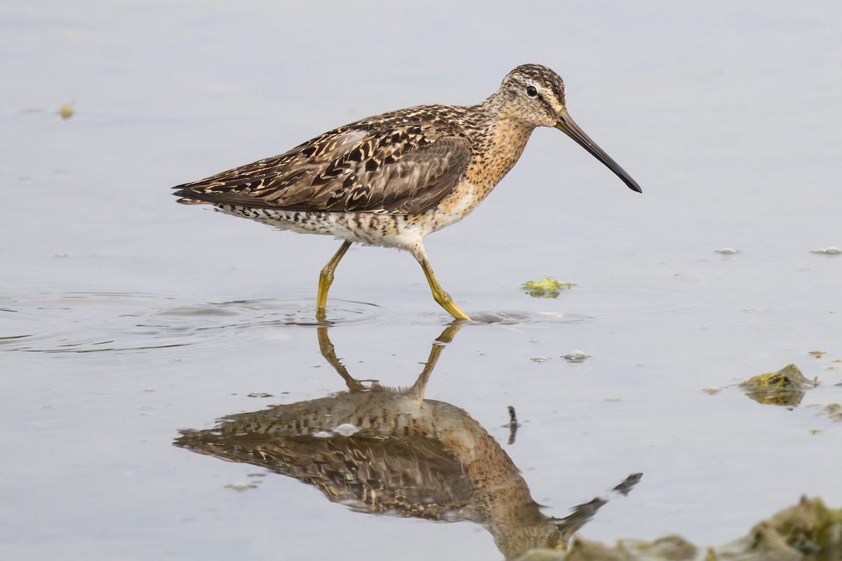 Short-billed Dowitcher - ML642933790