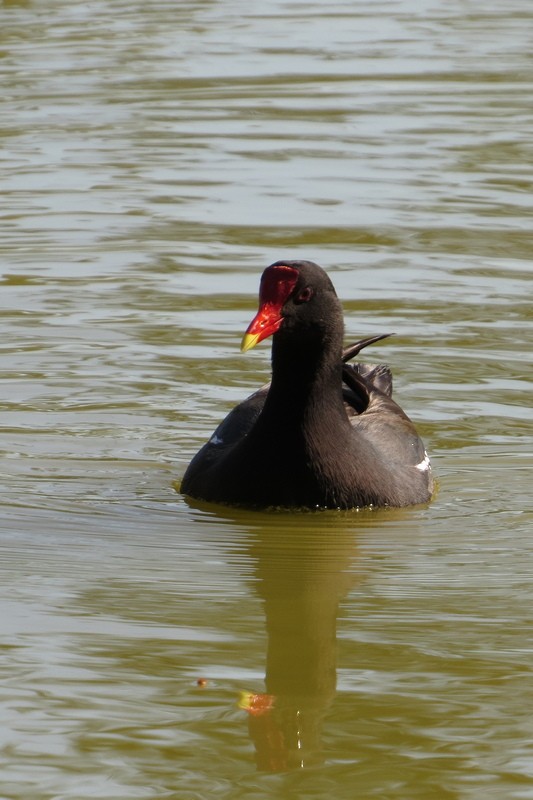 Common Gallinule - ML642933802