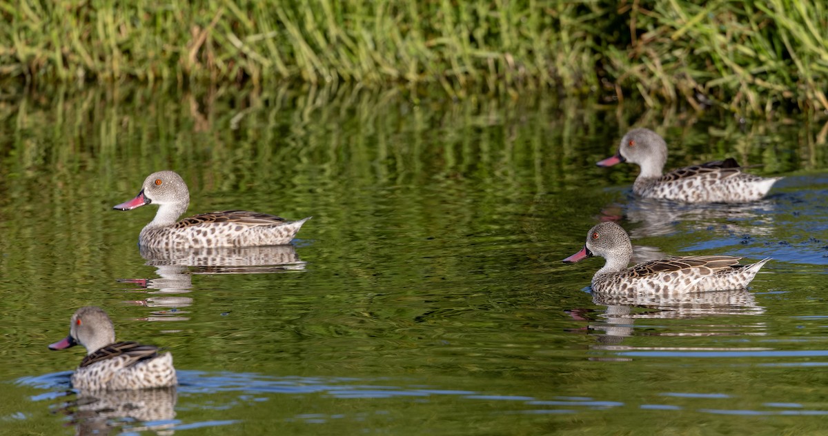 Canard du Cap - ML642933804