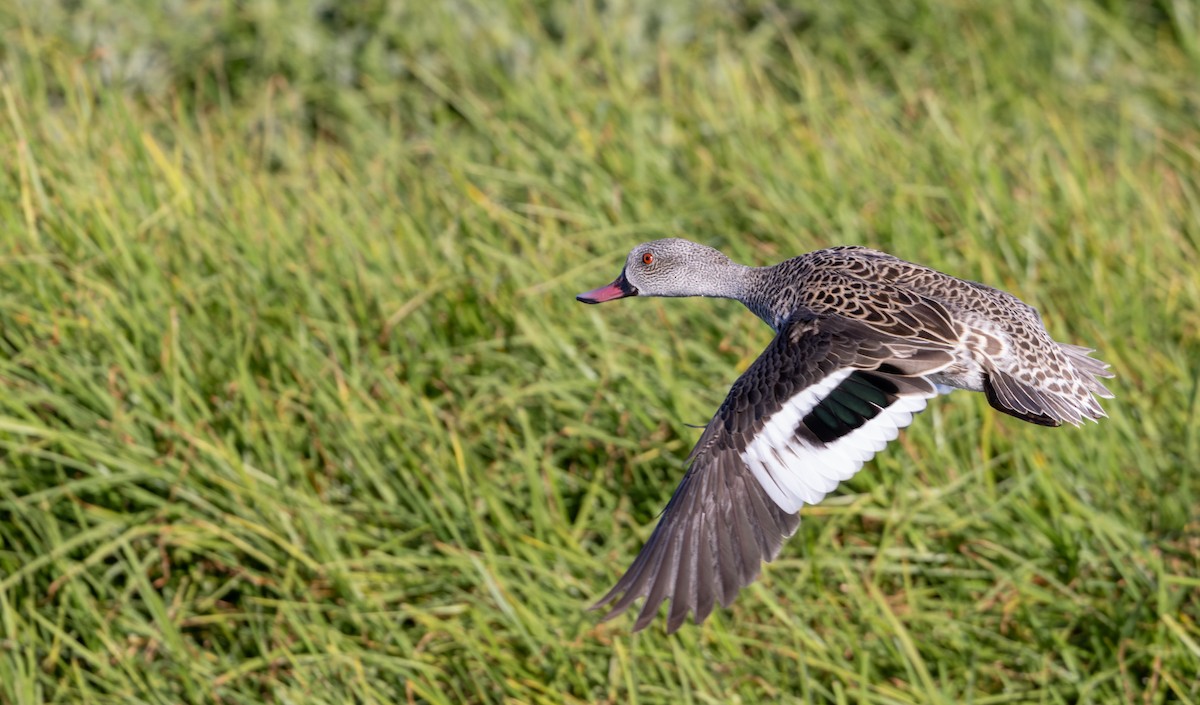 Canard du Cap - ML642933805