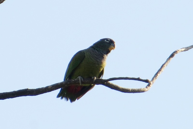 アケボノインコモドキ - ML642933843