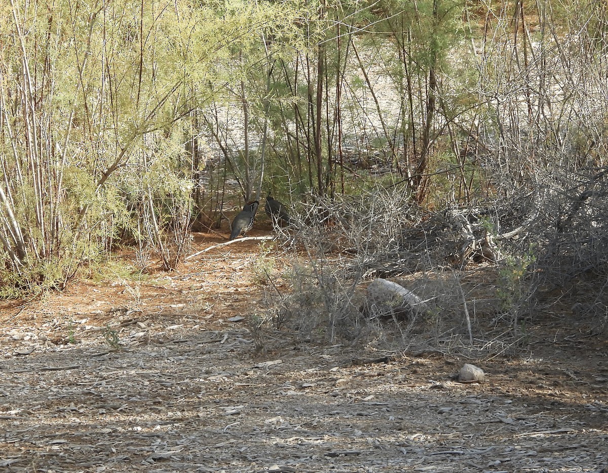 Gambel's Quail - ML642933856