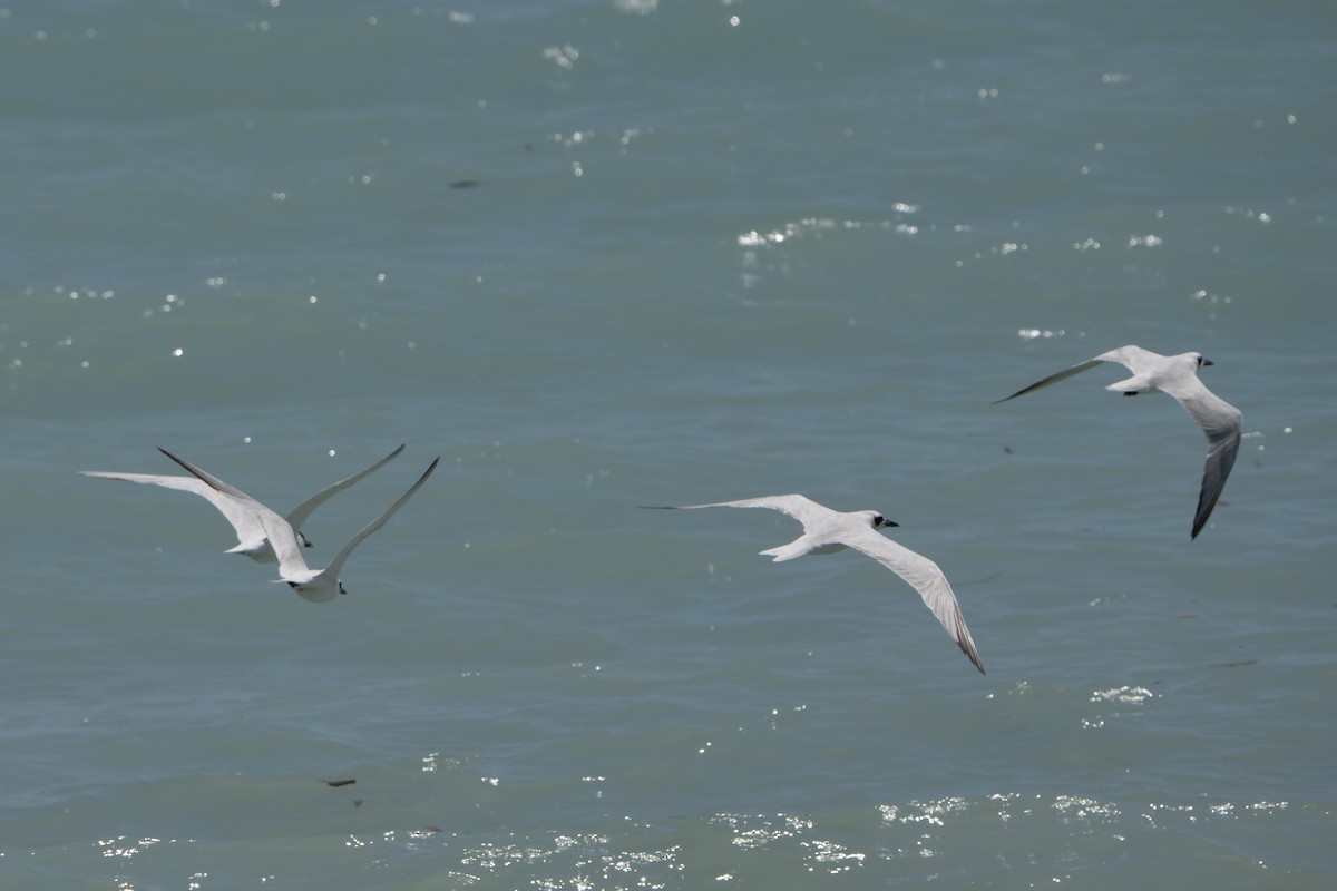 Australian Tern - ML642933863