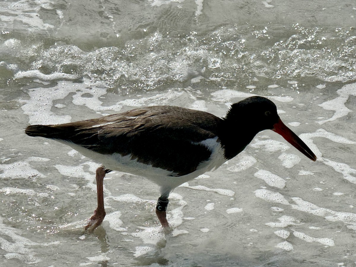 American Oystercatcher - ML642933868