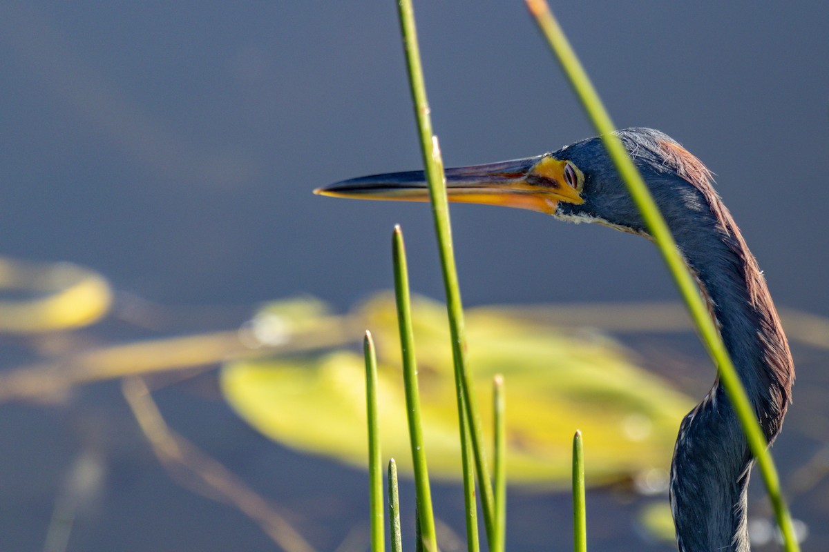 Tricolored Heron - ML642933883