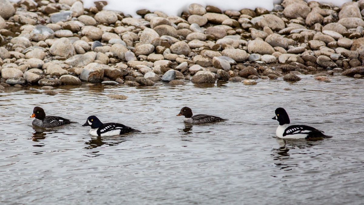 Barrow's Goldeneye - ML642933907