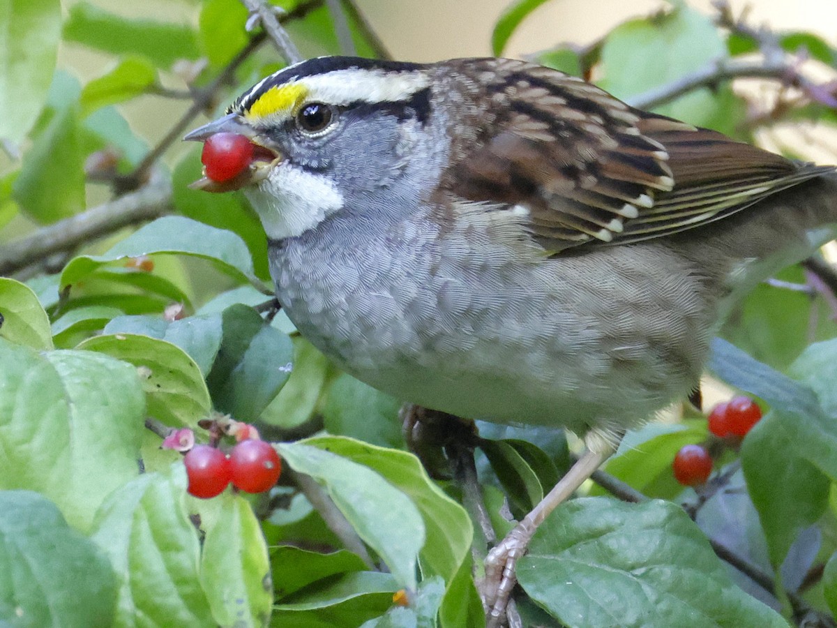White-throated Sparrow - ML642933916