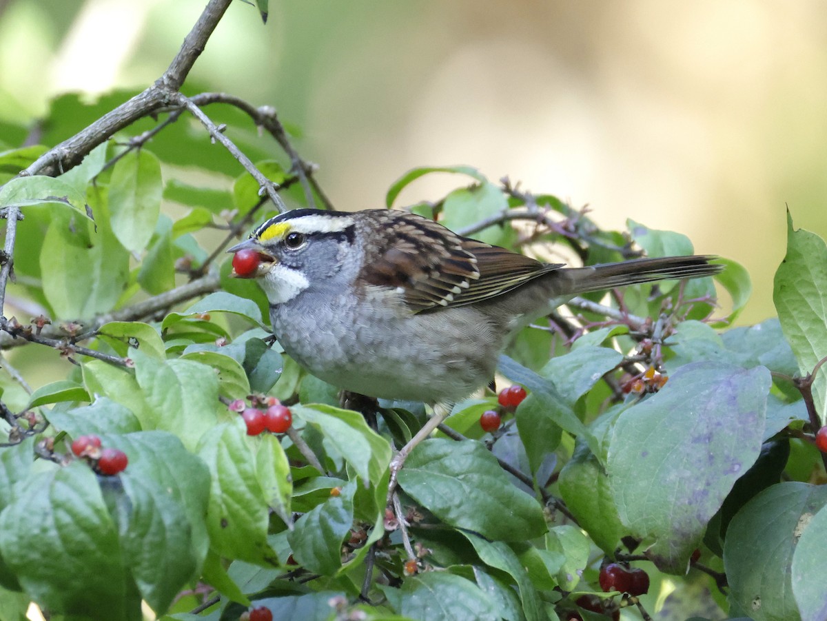 White-throated Sparrow - ML642933917