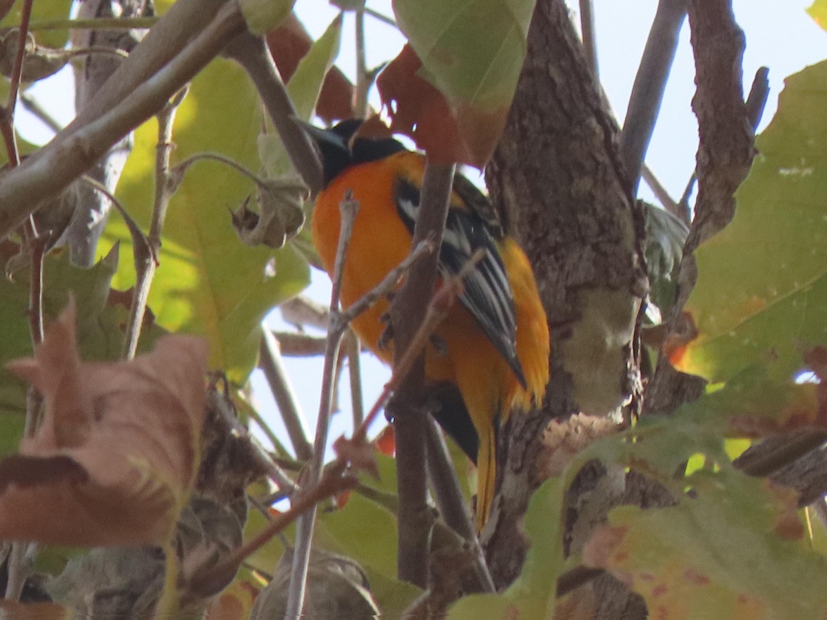 Baltimore Oriole - ML642933924