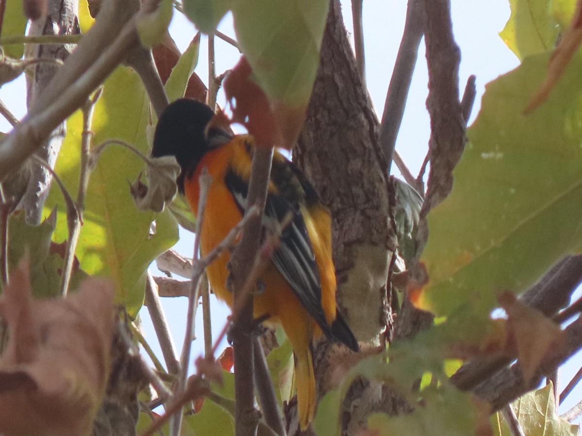 Baltimore Oriole - ML642933925