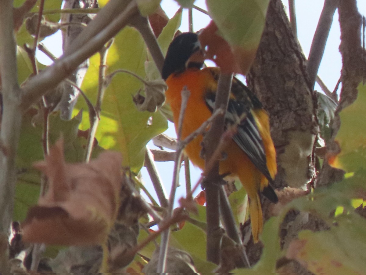 Baltimore Oriole - ML642933926