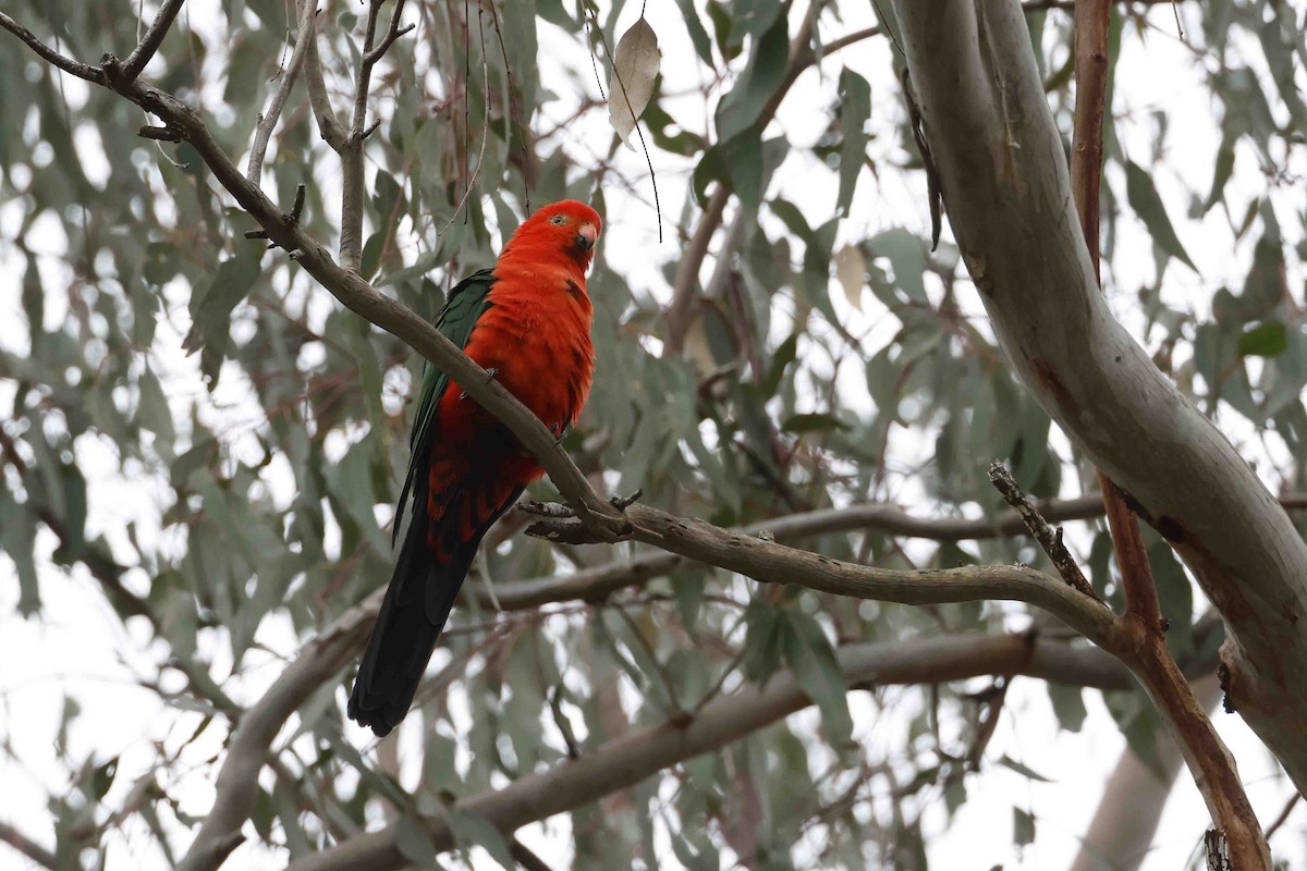 Australian King-Parrot - ML642933931