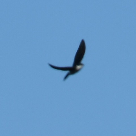 White-rumped Swallow - ML642933962