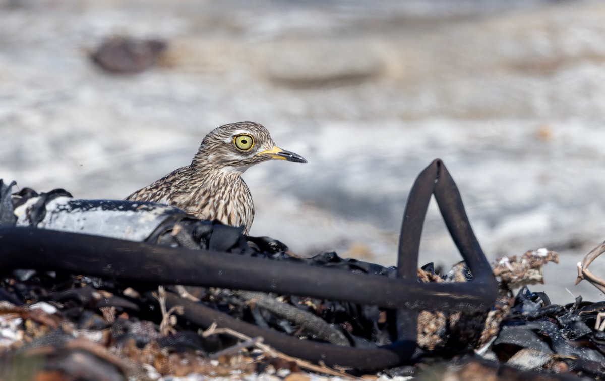 Spotted Thick-knee - ML642933971