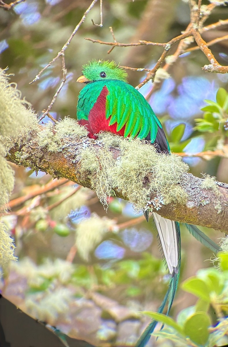 Resplendent Quetzal - ML642933972