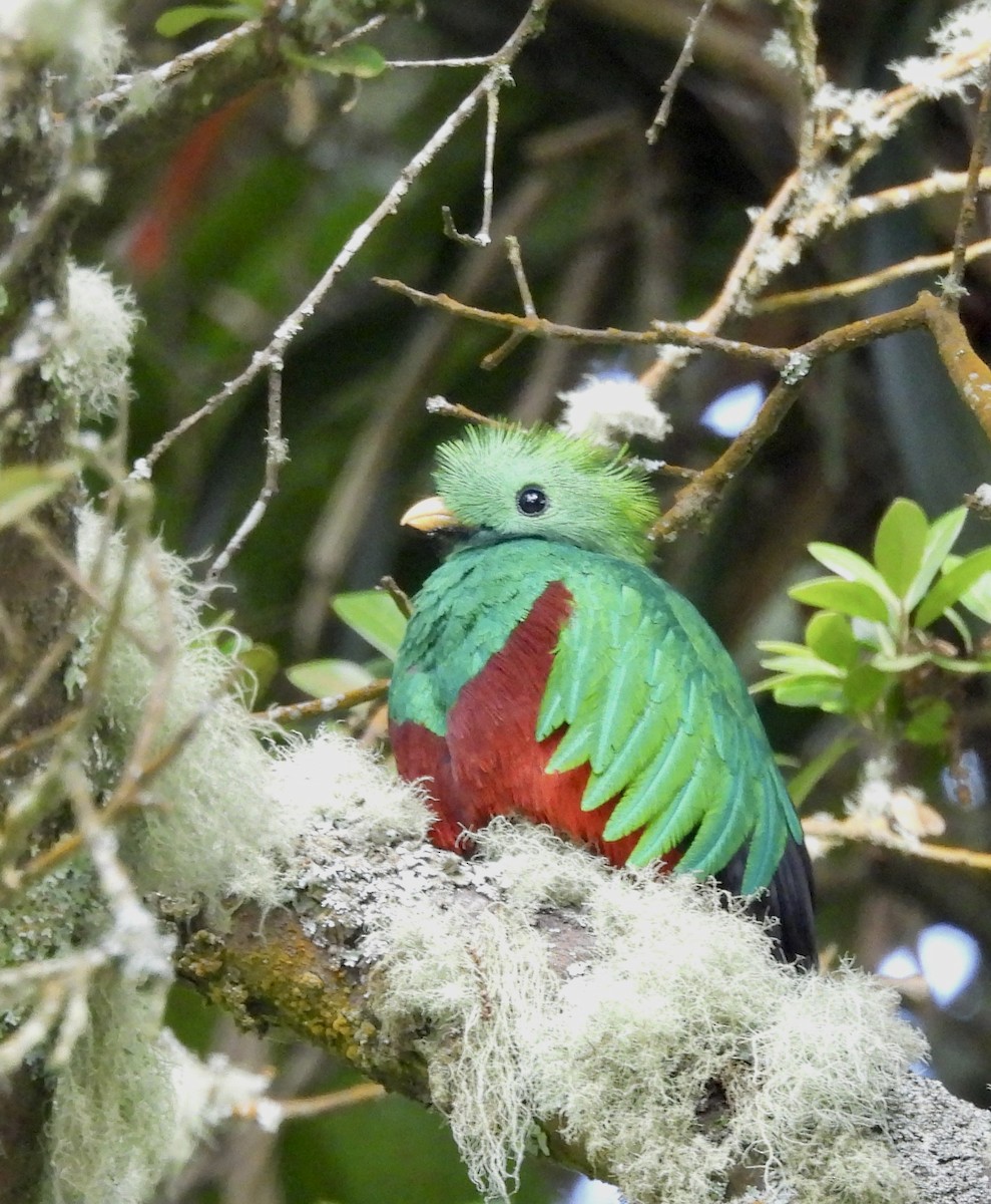 Resplendent Quetzal - ML642933973