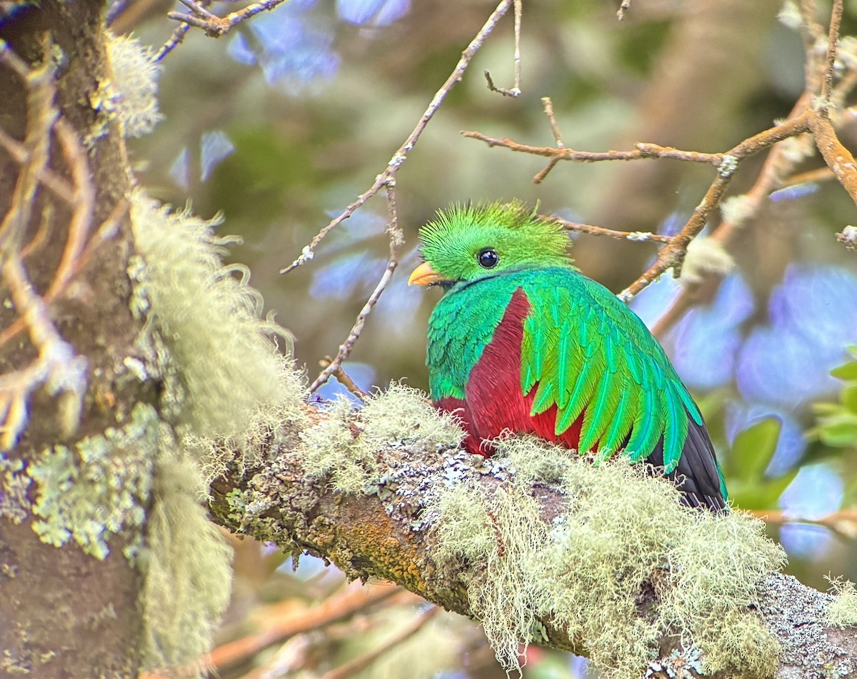 Resplendent Quetzal - ML642933974