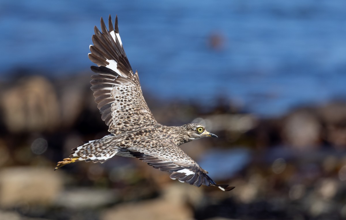 Spotted Thick-knee - ML642933975