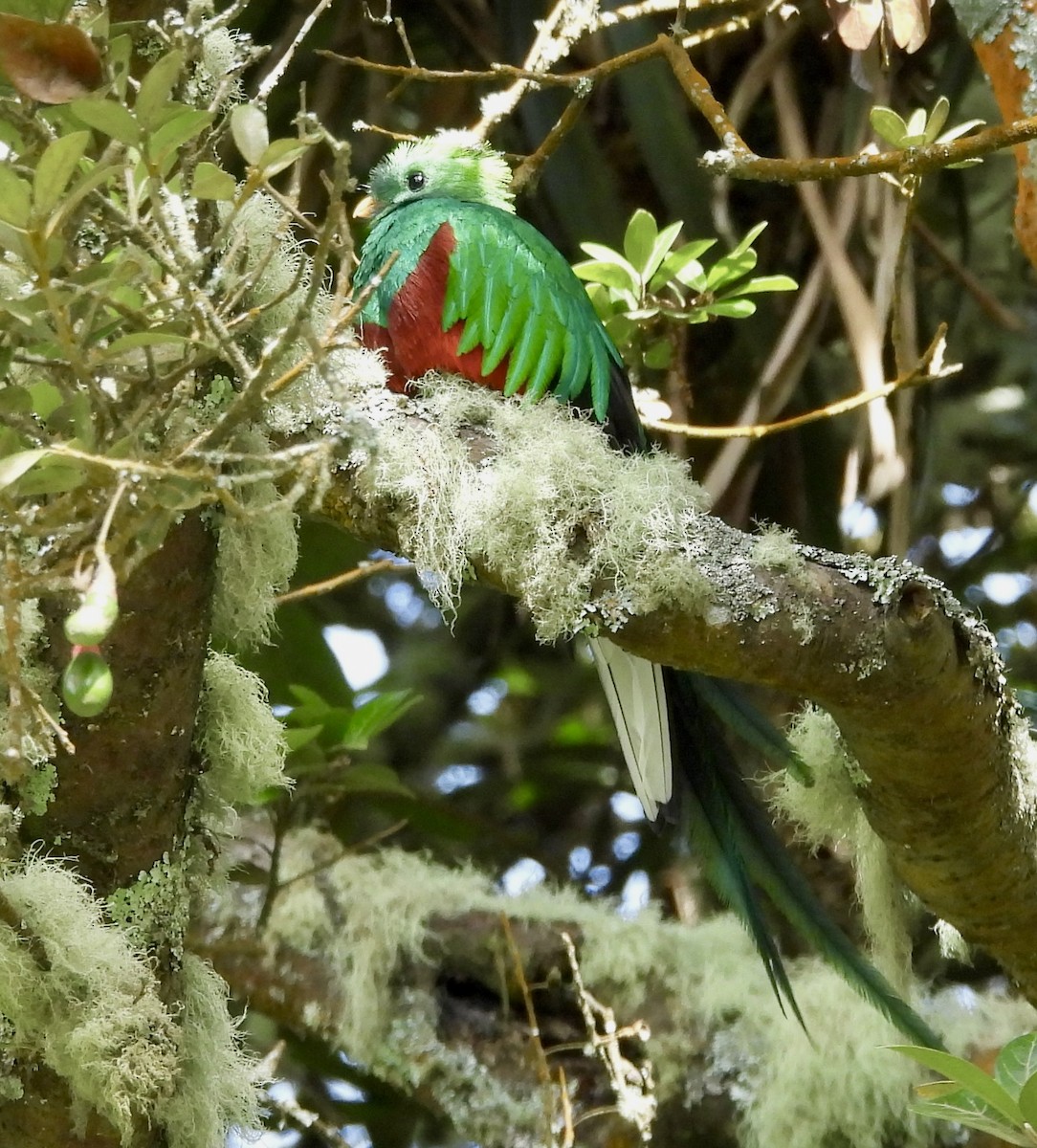Resplendent Quetzal - ML642933976