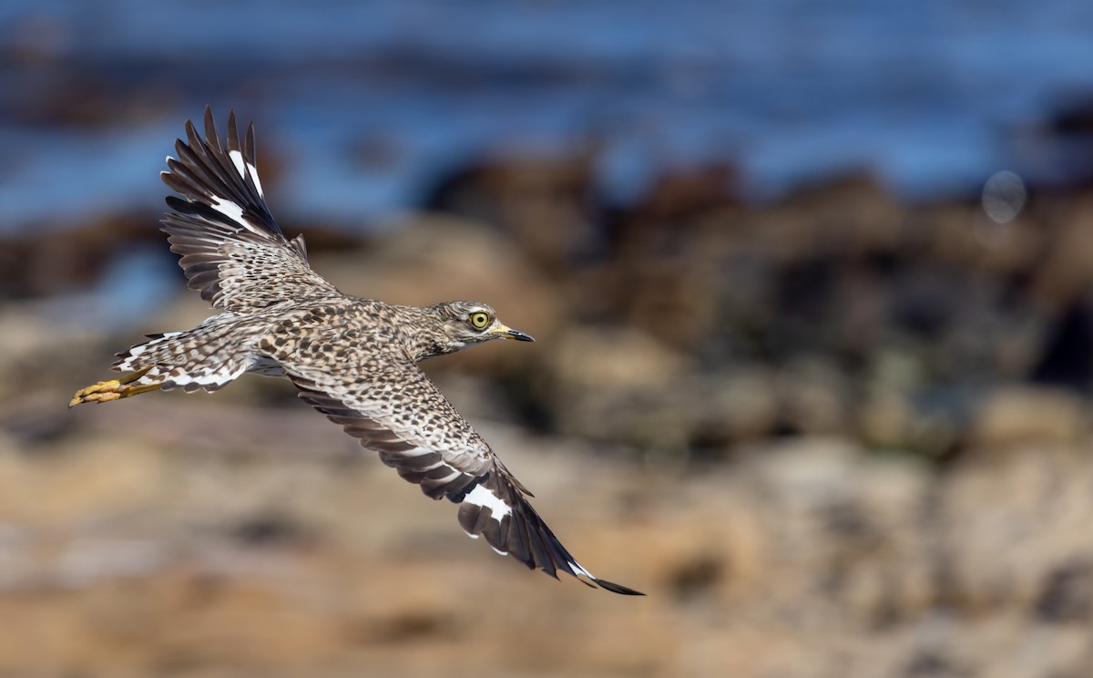 Spotted Thick-knee - ML642933977